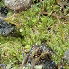 Lethocolea pansa at Holt, ACT - 5 Sep 2020