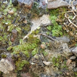 Lethocolea pansa at Holt, ACT - 5 Sep 2020