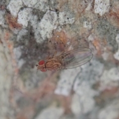 Drosophilidae (family) (Vinegar fly) at Aranda, ACT - 5 Sep 2020 by CathB