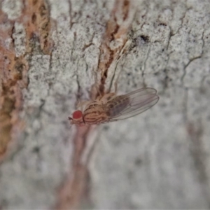 Drosophilidae (family) at Aranda, ACT - 5 Sep 2020