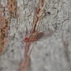 Drosophilidae (family) at Aranda, ACT - 5 Sep 2020