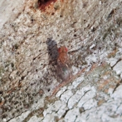 Drosophilidae (family) at Aranda, ACT - 5 Sep 2020