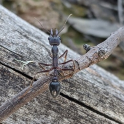 Myrmecia sp. (genus) (Bull ant or Jack Jumper) at Thurgoona, NSW - 26 Aug 2020 by TrinityAnglicanCollege