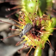 Drosera (genus) (A Sundew) at Cook, ACT - 6 Sep 2020 by CathB