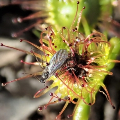 Drosera sp. (A Sundew) at Cook, ACT - 6 Sep 2020 by CathB