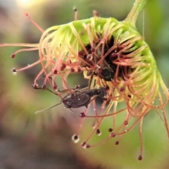 Drosera sp. at Cook, ACT - 6 Sep 2020