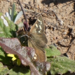 Herimosa albovenata (White-veined Sand-skipper) at Theodore, ACT - 11 Sep 2020 by owenh