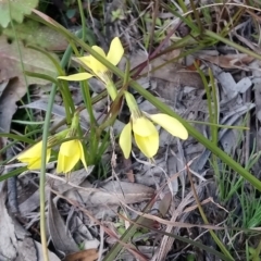 Diuris chryseopsis (Golden Moth) at Kambah, ACT - 11 Sep 2020 by RosemaryRoth