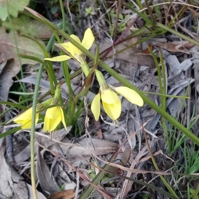 Diuris chryseopsis (Golden Moth) at Little Taylor Grasslands - 11 Sep 2020 by RosemaryRoth