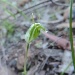 Linguella nana (Dwarf Snail Orchid) at Mount Jerrabomberra - 11 Sep 2020 by ChristianFricker