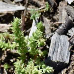 Crassula sieberiana at Weston, ACT - 11 Sep 2020