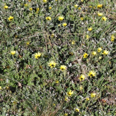 Arctotheca calendula (Capeweed, Cape Dandelion) at Black Mountain - 10 Sep 2020 by ConBoekel