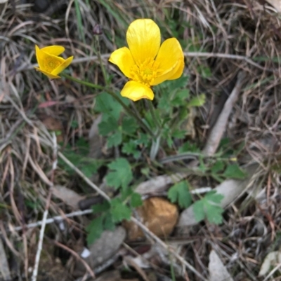 Ranunculus lappaceus (Australian Buttercup) at Boro, NSW - 9 Sep 2020 by mcleana