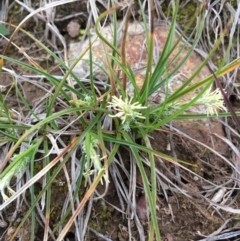 Carex breviculmis (Short-Stem Sedge) at Boro, NSW - 9 Sep 2020 by mcleana