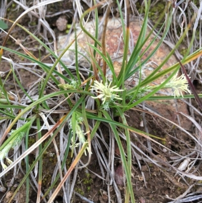 Carex breviculmis (Short-Stem Sedge) at Boro, NSW - 9 Sep 2020 by mcleana