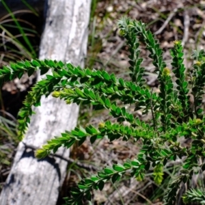 Acacia vestita at Holt, ACT - 11 Sep 2020