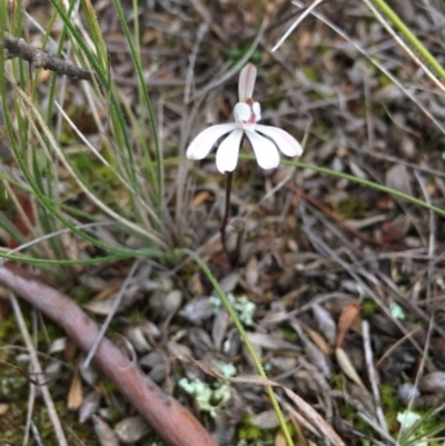 Caladenia fuscata (Dusky Fingers) at Lower Boro, NSW - 9 Sep 2020 by mcleana