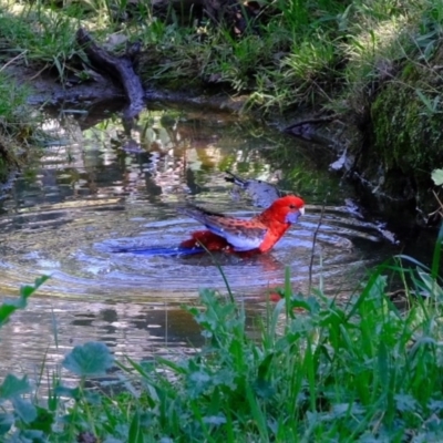 Platycercus elegans (Crimson Rosella) at Holt, ACT - 11 Sep 2020 by Kurt