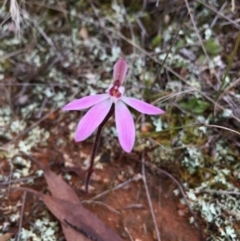 Caladenia fuscata (Dusky Fingers) at Lower Boro, NSW - 9 Sep 2020 by mcleana