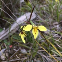 Diuris chryseopsis (Golden Moth) at Lower Boro, NSW - 9 Sep 2020 by mcleana