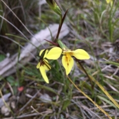 Diuris chryseopsis (Golden Moth) at Lower Boro, NSW - 9 Sep 2020 by mcleana