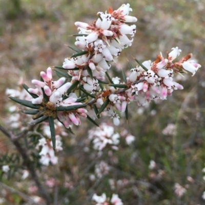 Lissanthe strigosa subsp. subulata (Peach Heath) at Lower Boro, NSW - 9 Sep 2020 by mcleana