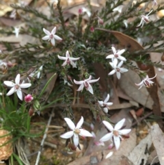 Rhytidosporum procumbens (White Marianth) at Lower Boro, NSW - 9 Sep 2020 by mcleana