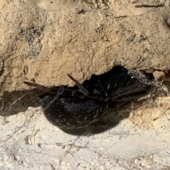 Badumna insignis at Black Range, NSW - 11 Sep 2020