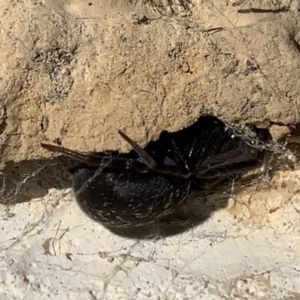 Badumna insignis at Black Range, NSW - 11 Sep 2020