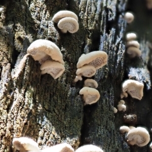 Panellus pusillus at Paddys River, ACT - 6 Sep 2020