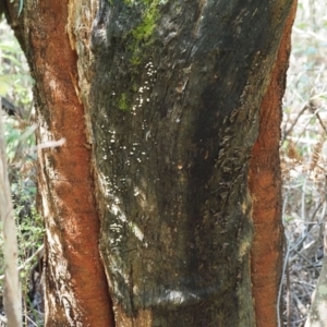 Panellus pusillus at Paddys River, ACT - 6 Sep 2020