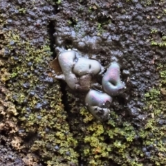 Myxomycete - past plasmodial stage at Tidbinbilla Nature Reserve - 6 Sep 2020 by Caric