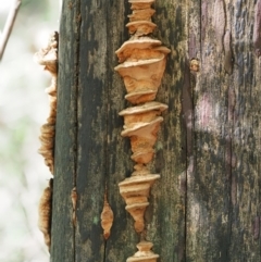 zz Polypore (shelf/hoof-like) at Paddys River, ACT - 6 Sep 2020 by Caric