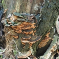 zz Polypore (shelf/hoof-like) at Paddys River, ACT - 6 Sep 2020