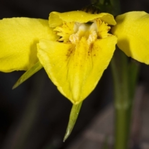 Diuris chryseopsis at Kaleen, ACT - suppressed