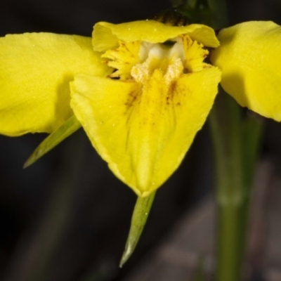 Diuris chryseopsis (Golden Moth) at Kaleen, ACT - 8 Sep 2020 by DerekC