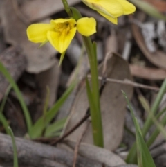 Diuris chryseopsis at Kaleen, ACT - suppressed