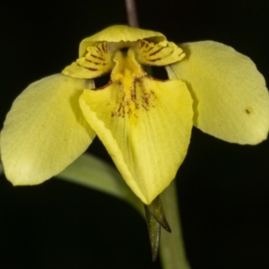 Diuris chryseopsis at Kaleen, ACT - 8 Sep 2020