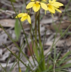 Diuris chryseopsis at Kaleen, ACT - suppressed