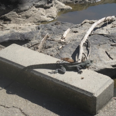 Intellagama lesueurii howittii (Gippsland Water Dragon) at Molonglo River Reserve - 11 Sep 2020 by dwise