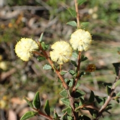 Acacia gunnii (Ploughshare Wattle) at Dryandra St Woodland - 10 Sep 2020 by RWPurdie