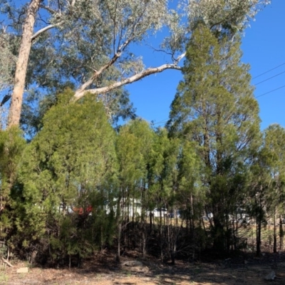Callitris endlicheri (Black Cypress Pine) at Bruce, ACT - 10 Sep 2020 by JVR