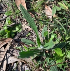 Plantago varia (Native Plaintain) at Flea Bog Flat, Bruce - 10 Sep 2020 by JVR