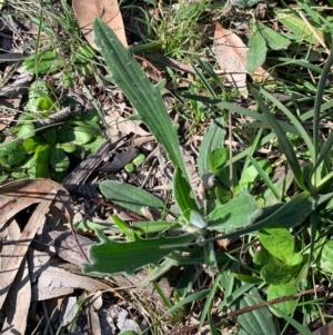 Plantago varia at Bruce, ACT - 10 Sep 2020