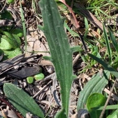 Plantago varia at Bruce, ACT - 10 Sep 2020