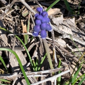 Muscari armeniacum at Bruce, ACT - 10 Sep 2020 06:41 PM