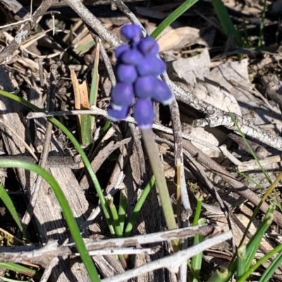 Muscari armeniacum (Grape Hyacinth) at Bruce, ACT - 10 Sep 2020 by JVR