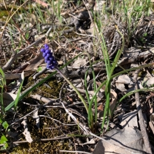 Muscari armeniacum at Bruce, ACT - 10 Sep 2020