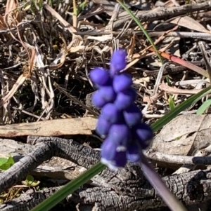 Muscari armeniacum at Bruce, ACT - 10 Sep 2020