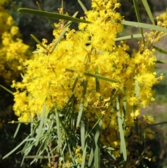 Acacia boormanii (Snowy River Wattle) at O'Connor, ACT - 11 Sep 2020 by RWPurdie